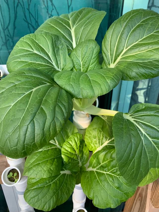 NFT hydroponic bok choy thriving in a clean nutrient film technique system